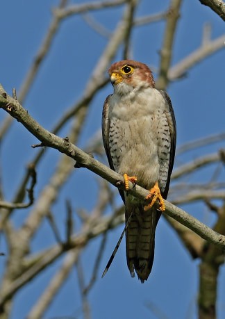 Red-necked Falcon - Soumitra Goswami