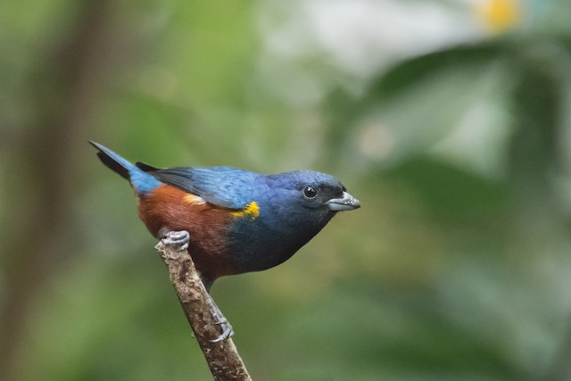 A. Three egg clutch of Chestnut-bellied Euphonia (Euphonia pectoralis)