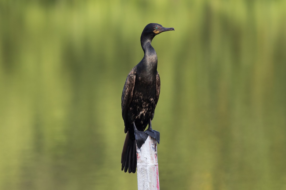 Indian Cormorant - Sutanan Pinmaneenopparat