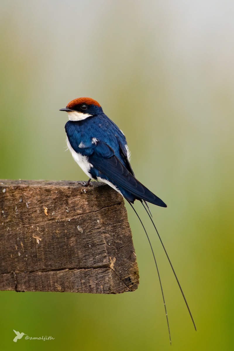 Wire-tailed Swallow - amaljith c k