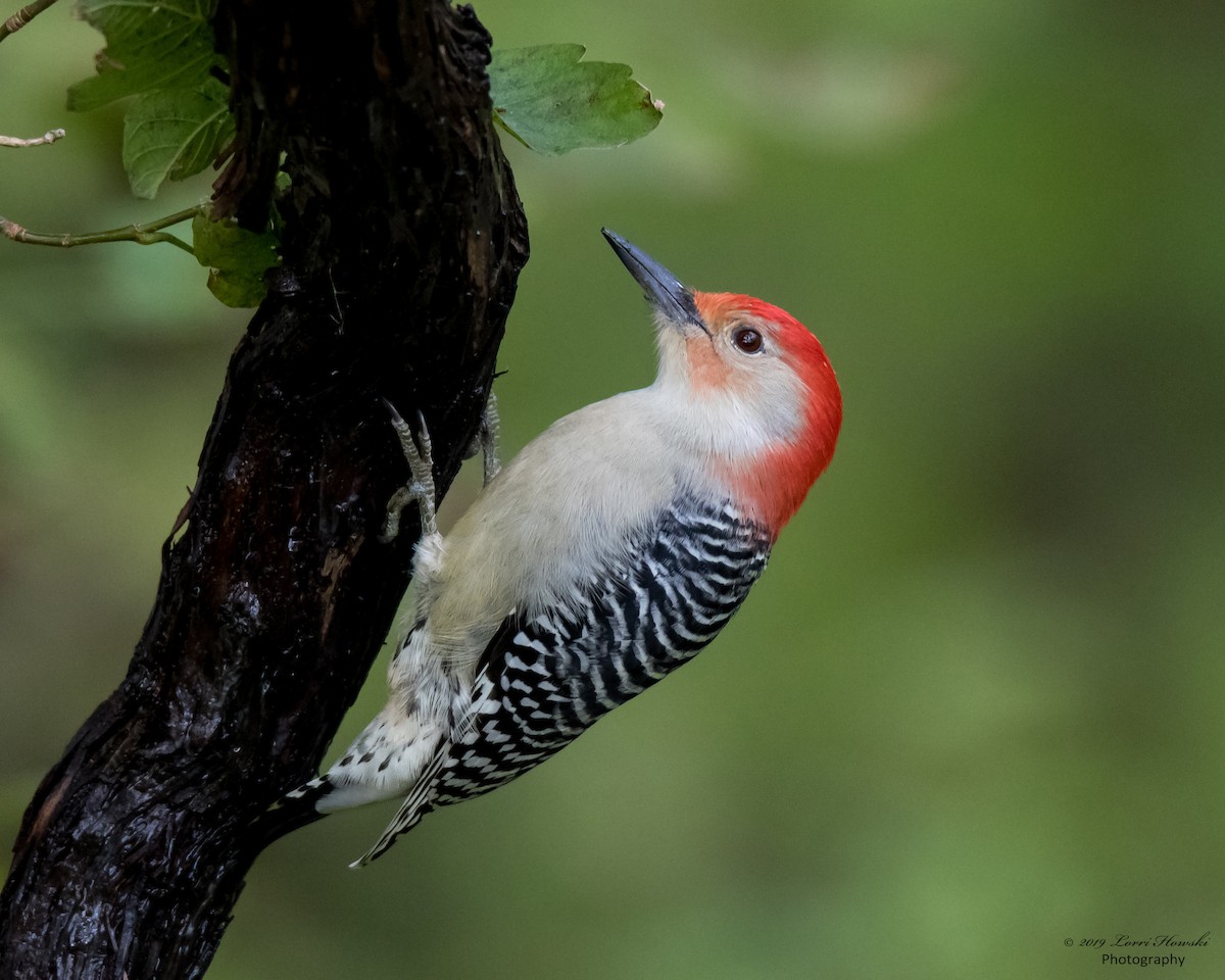 Red-bellied Woodpecker - ML183802541