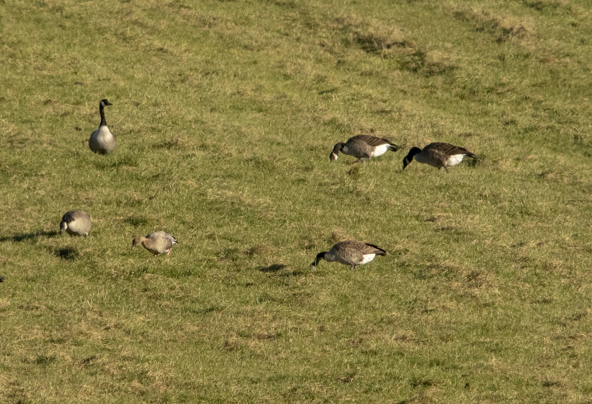 Pink-footed Goose - ML183806131
