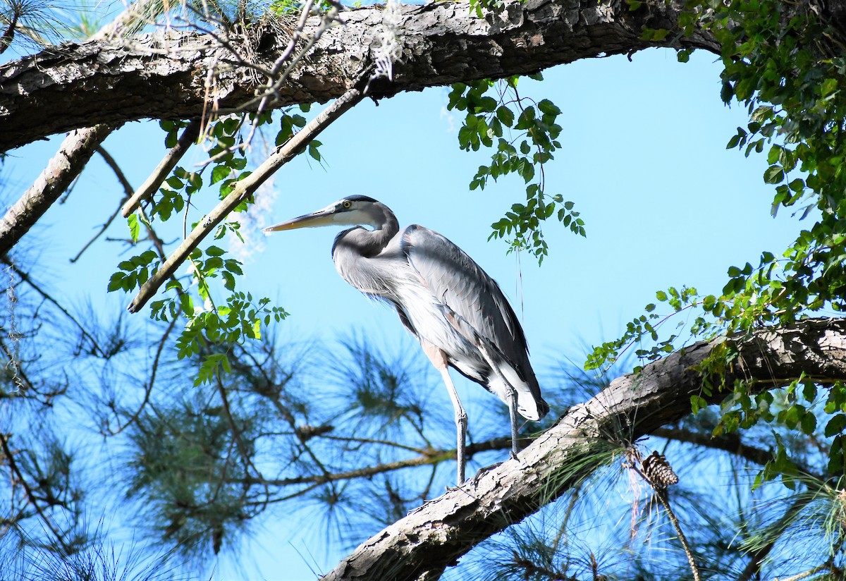 Great Blue Heron - Pam Vercellone-Smith