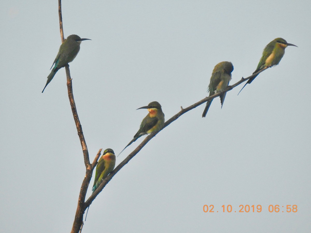 Blue-cheeked Bee-eater - Vandita Jain
