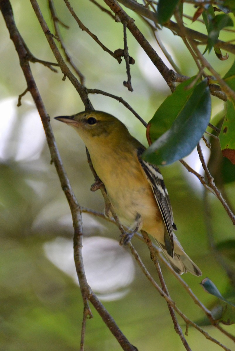 Bay-breasted Warbler - ML183812951