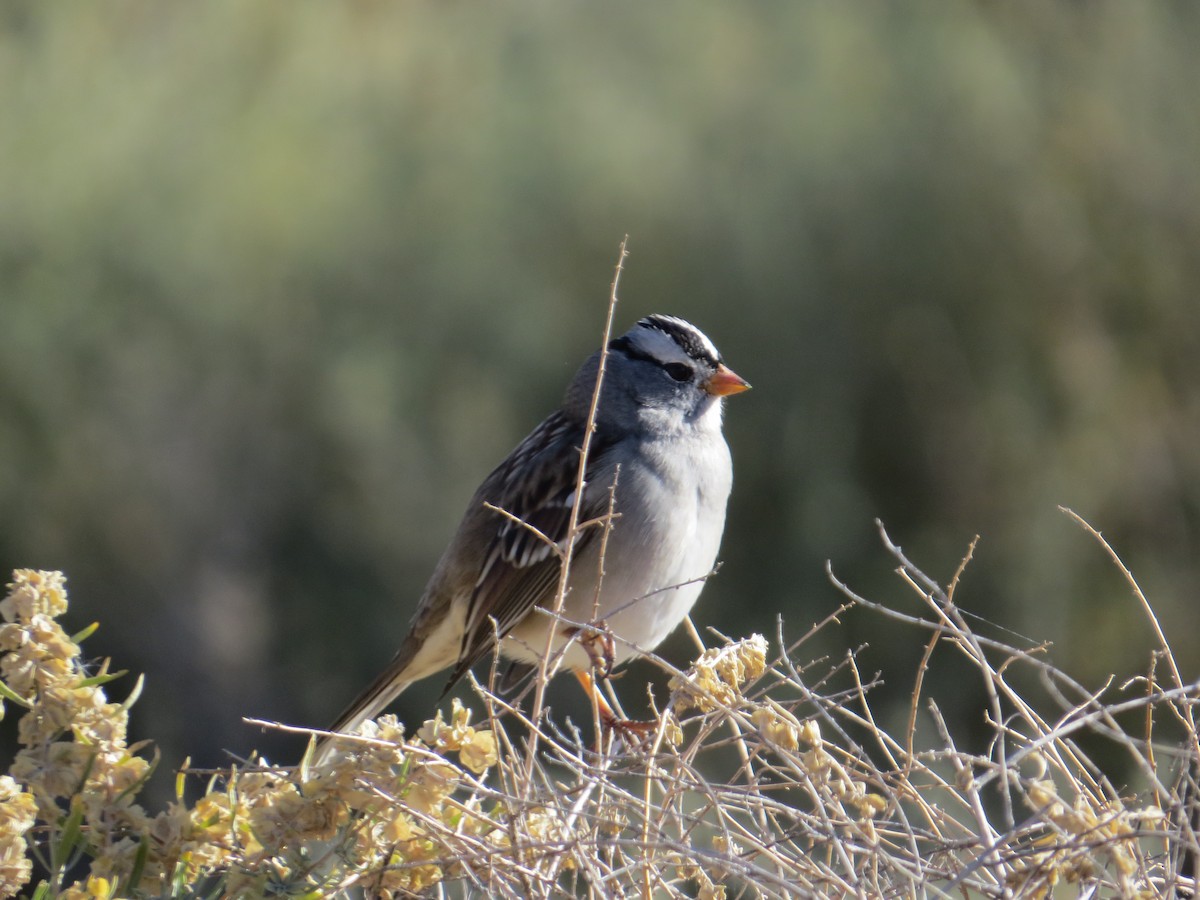 White-crowned Sparrow - Chandler Sonafrank
