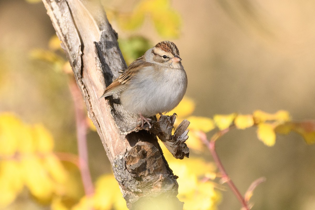 Chipping Sparrow - ML183818471