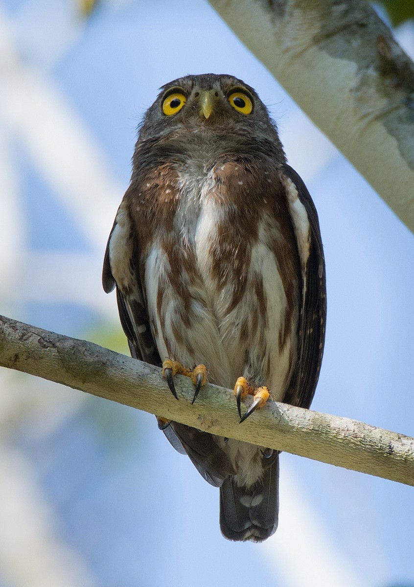 Amazonian Pygmy-Owl - ML183844541