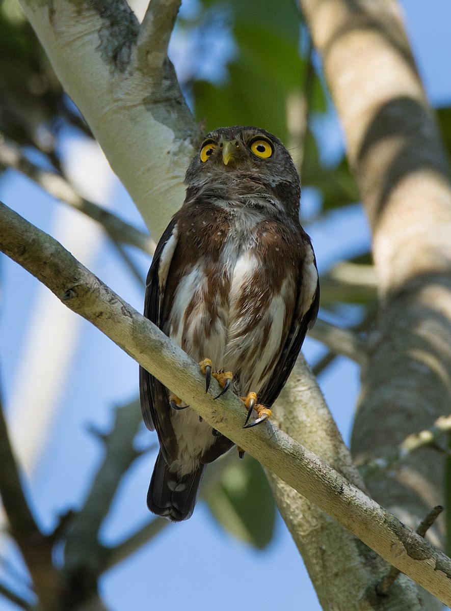 Amazonian Pygmy-Owl - ML183844551