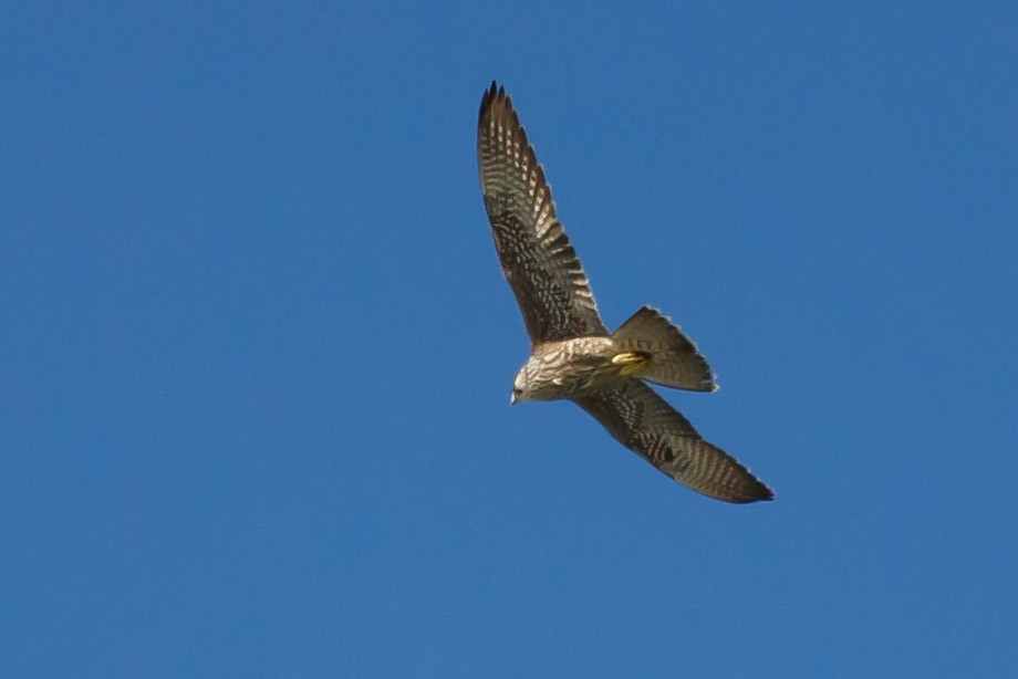 Peregrine Falcon (North American) - ML183846331