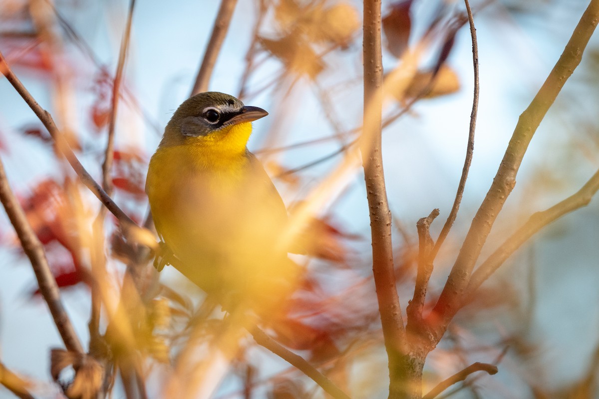 Yellow-breasted Chat - ML183853021