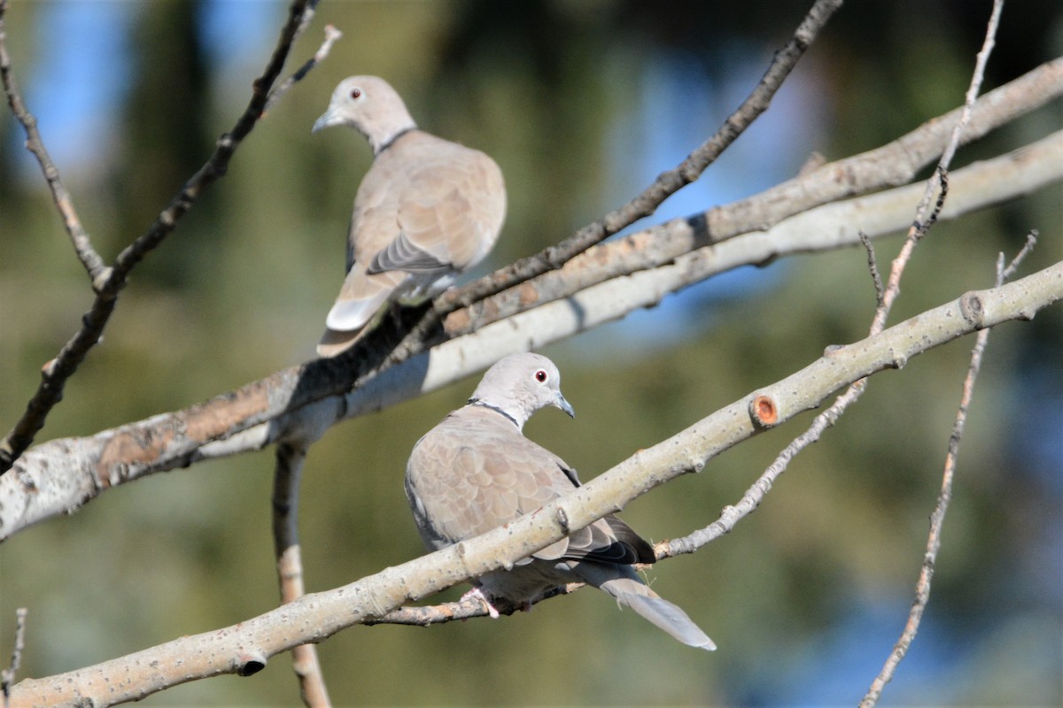 Eurasian Collared-Dove - Robert  Whetham