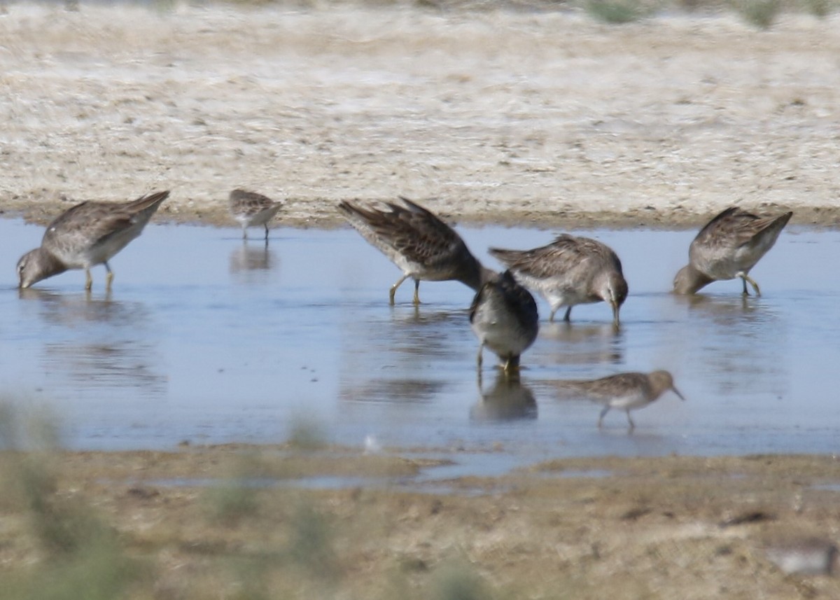 Long-billed Dowitcher - ML183862251