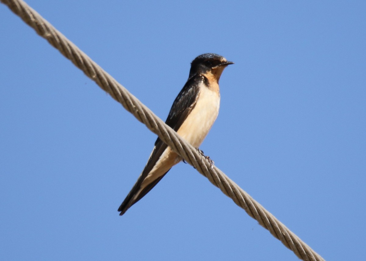 Barn Swallow - Louis Hoeniger