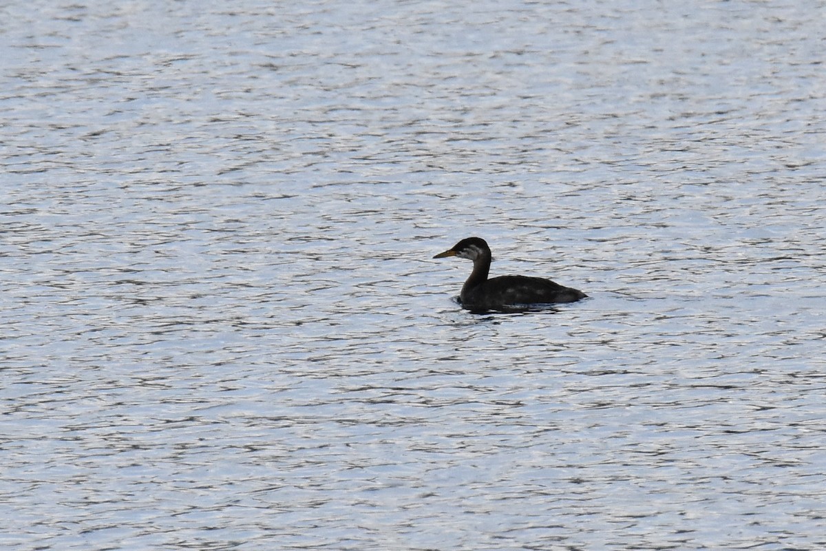 Red-necked Grebe - ML183864271