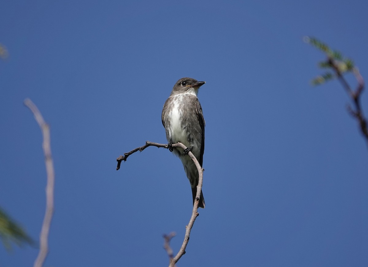 Olive-sided Flycatcher - Mark Goodwin