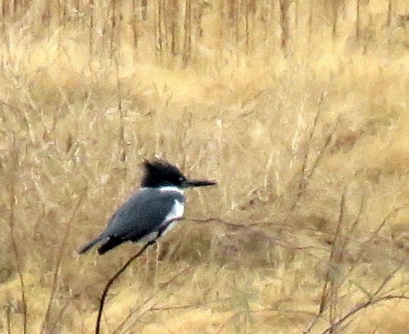 Belted Kingfisher - ML183869041