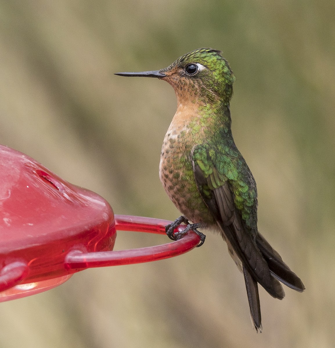 kolibřík dřišťálový - ML183869301