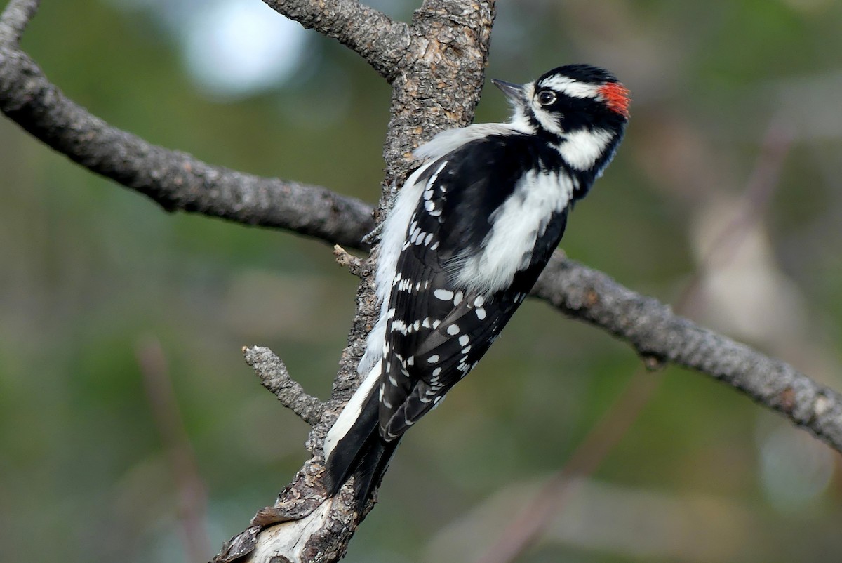 Downy Woodpecker - ML183870731