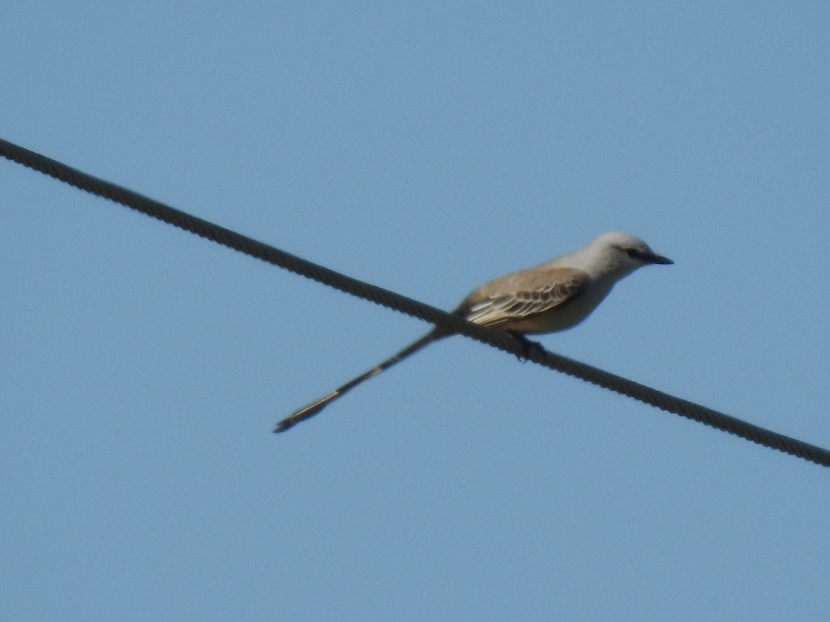 Scissor-tailed Flycatcher - David Booth