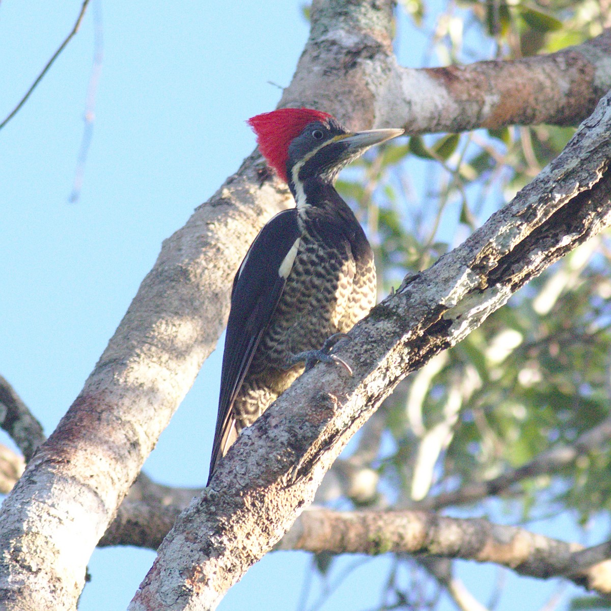 Lineated Woodpecker - Severin Uebbing