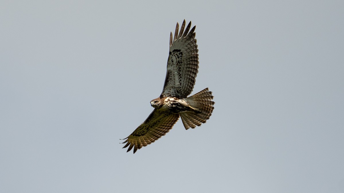 Red-tailed Hawk - Kyle Matera