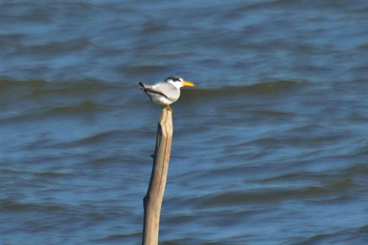 Yellow-billed Tern - ML183893601