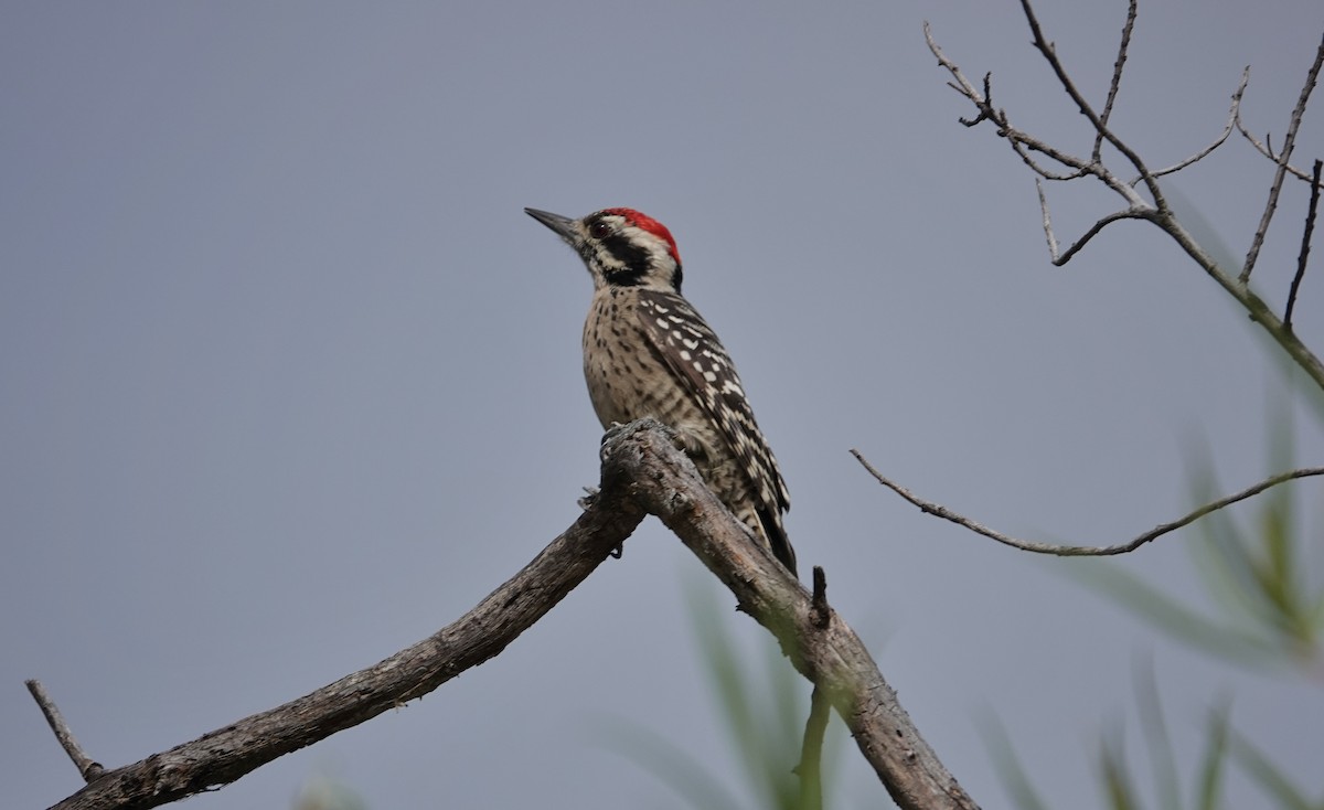 Ladder-backed Woodpecker - Mark Goodwin