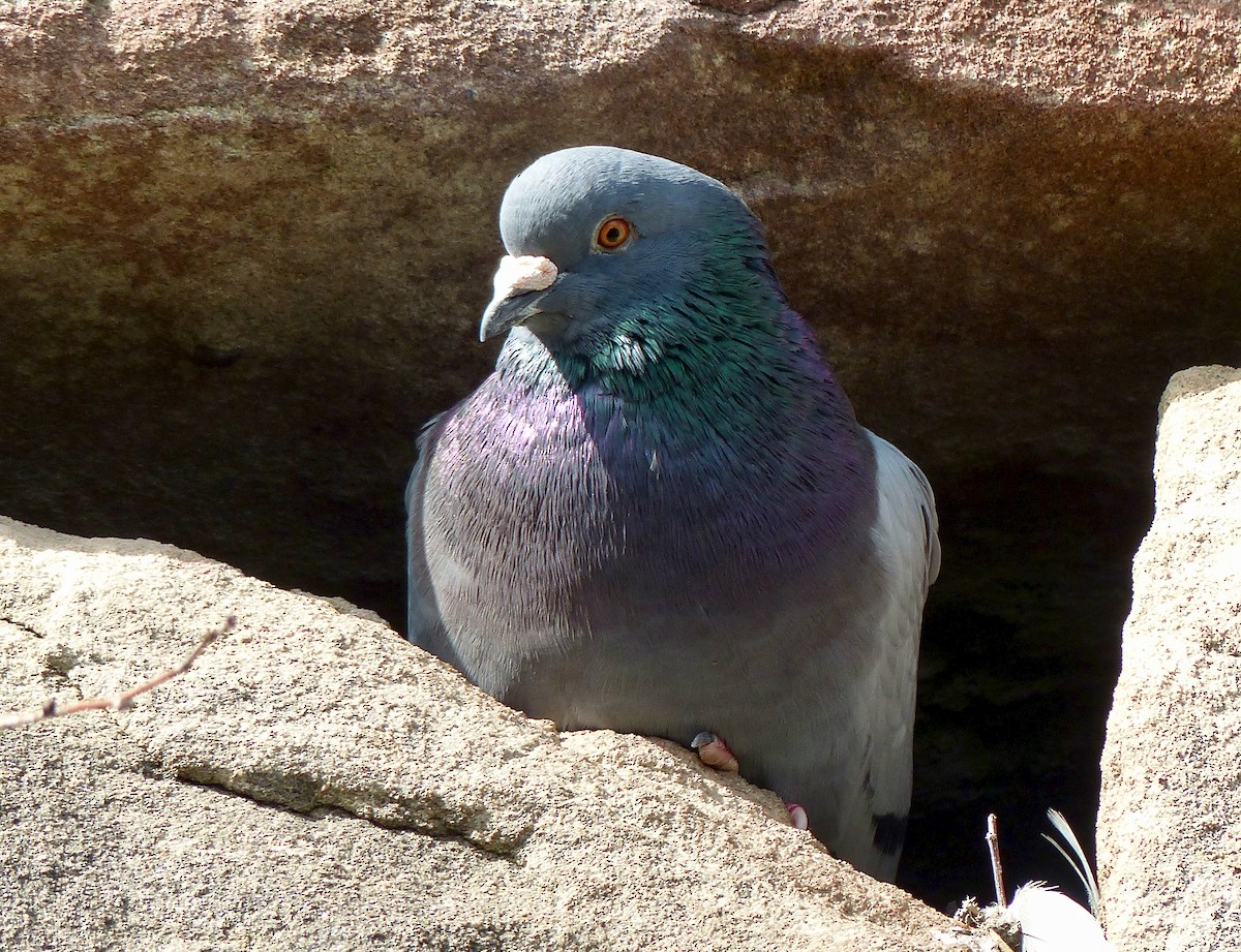 Rock Pigeon (Feral Pigeon) - Jim St Laurent