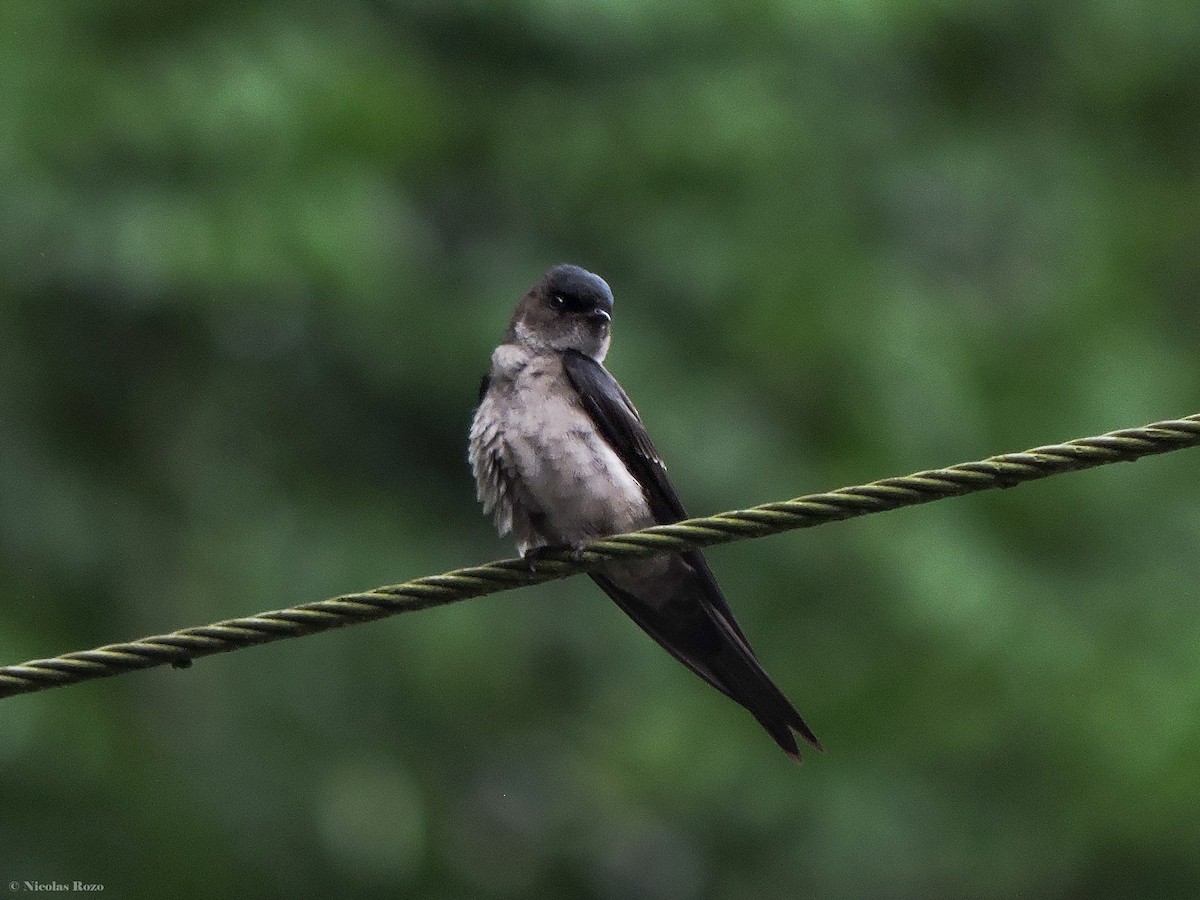 Brown-bellied Swallow - Nicolás Rozo