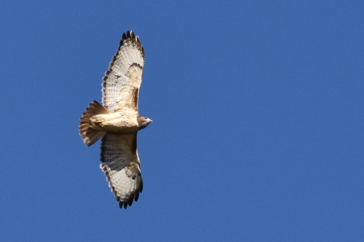 Red-tailed Hawk - ML183899411