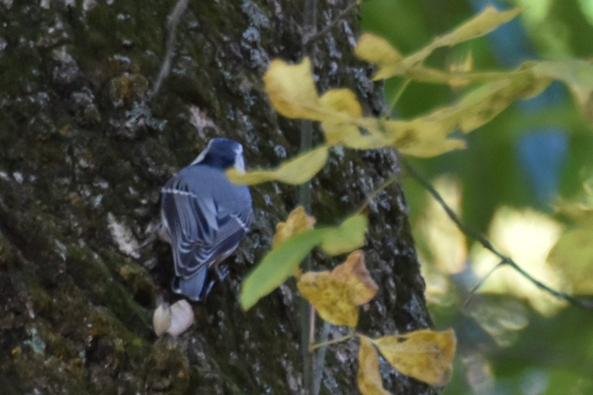 White-breasted Nuthatch - ML183899421
