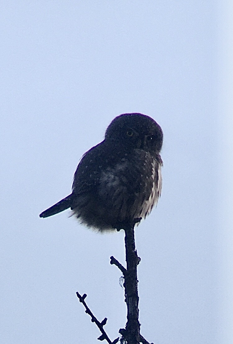 Northern Pygmy-Owl - ML183899971