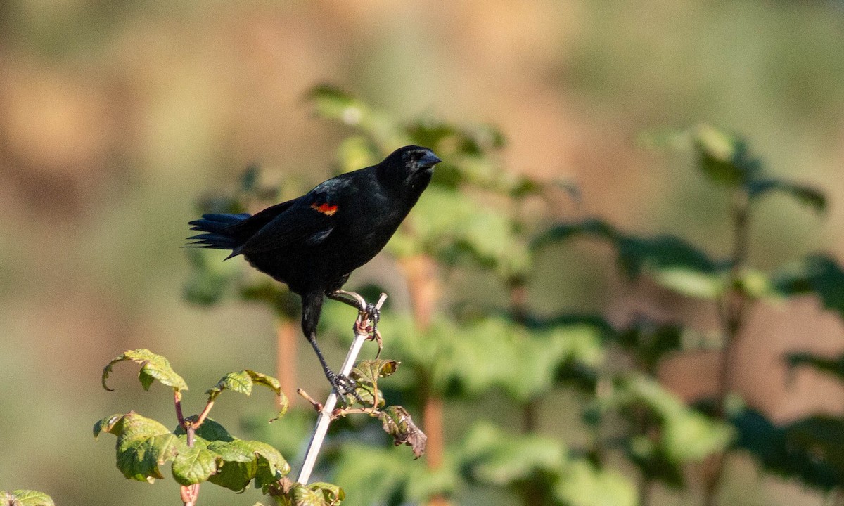 Red-winged Blackbird (California Bicolored) - ML183900421