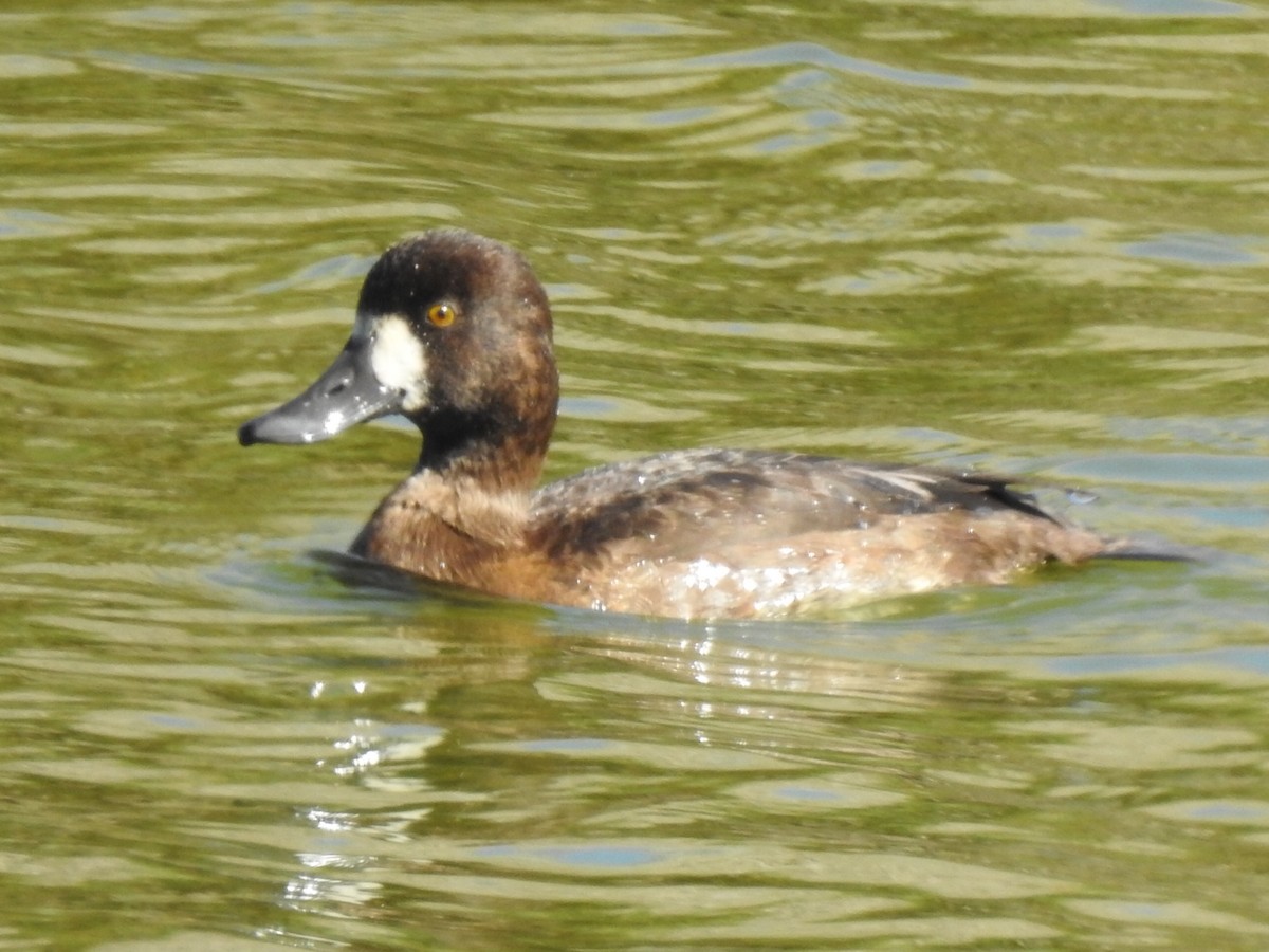 Greater Scaup - Randy Wardle