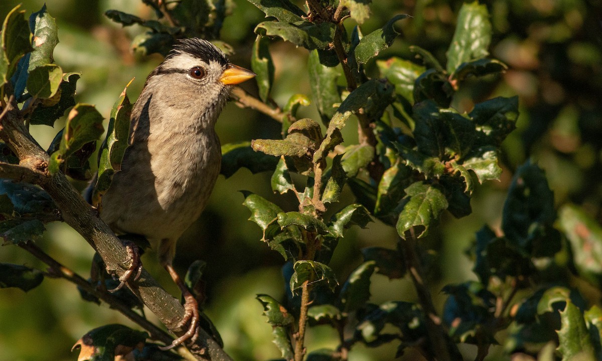 White-crowned Sparrow - ML183905311
