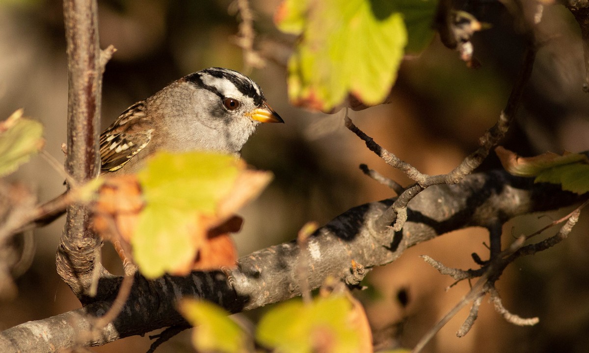 White-crowned Sparrow - ML183905321