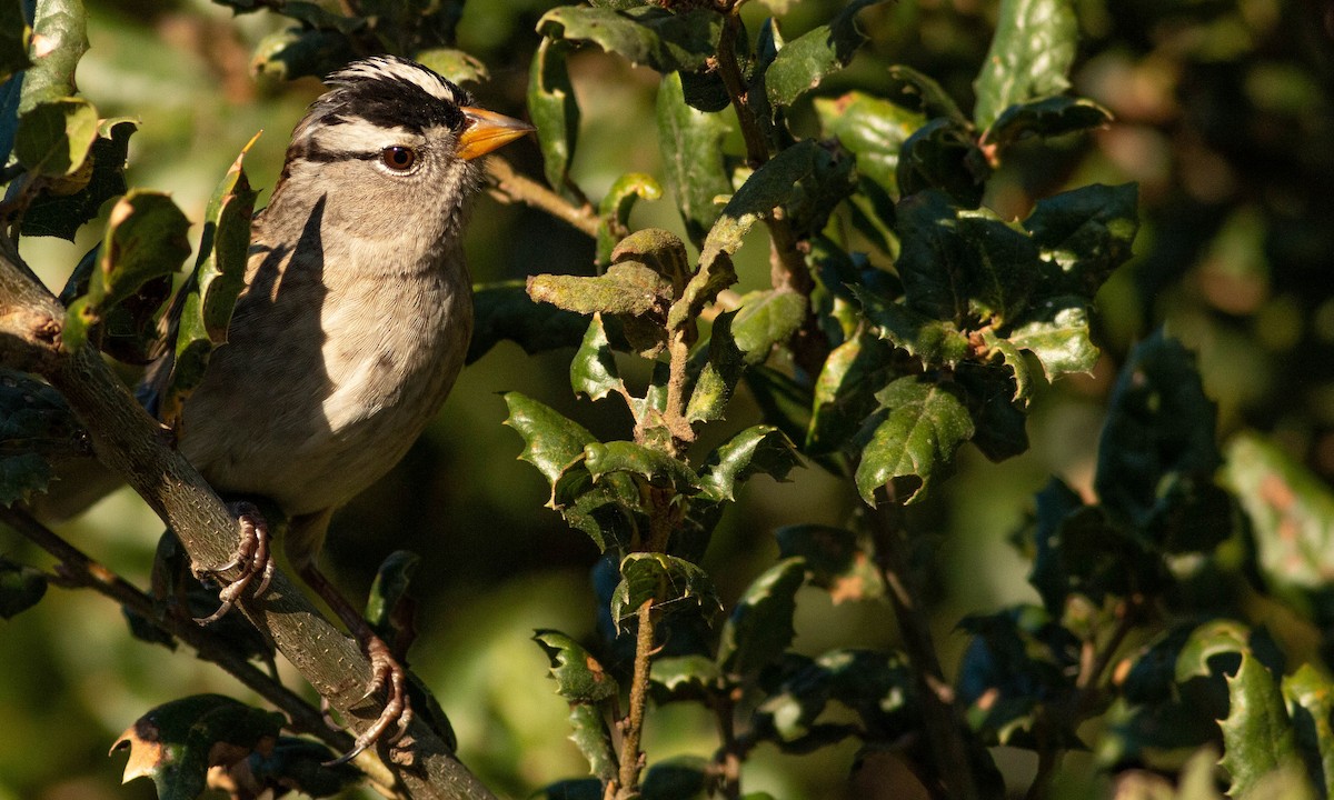 White-crowned Sparrow - ML183905341