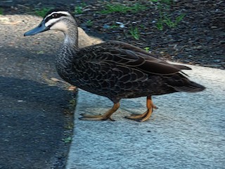 Pacific Black Duck, ML183906401