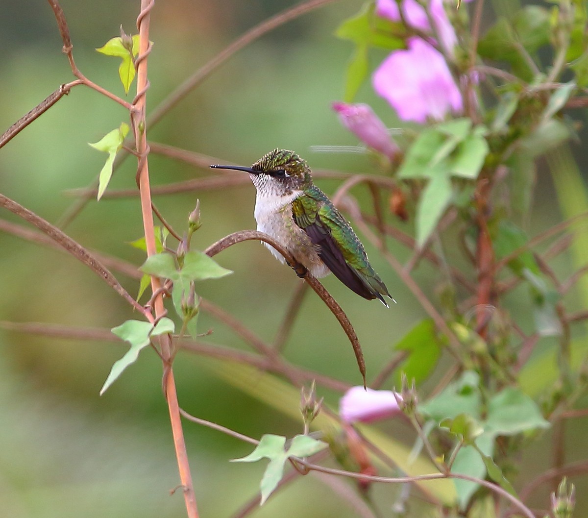 Ruby-throated Hummingbird - Bala Chennupati