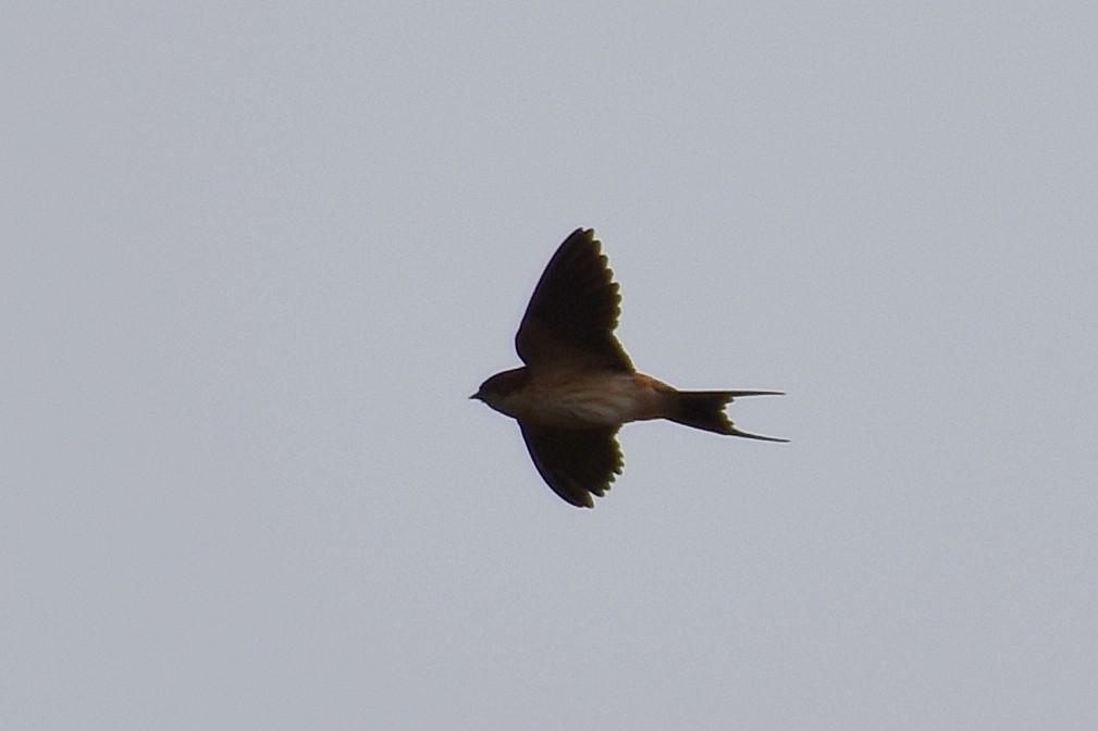 Red-rumped Swallow - ML183913901