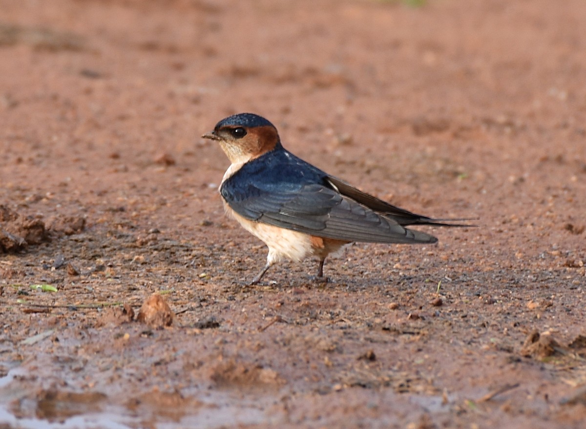 Red-rumped Swallow - Dr Mohammed Umer  Sharieff