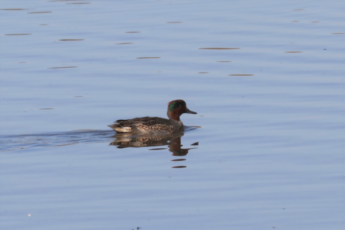 Green-winged Teal - Chuck Gates