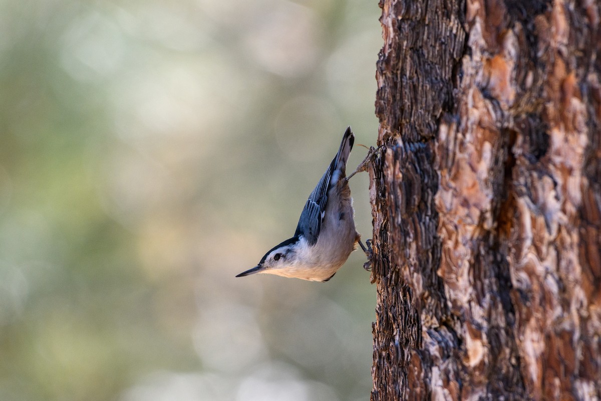 White-breasted Nuthatch - ML183916631