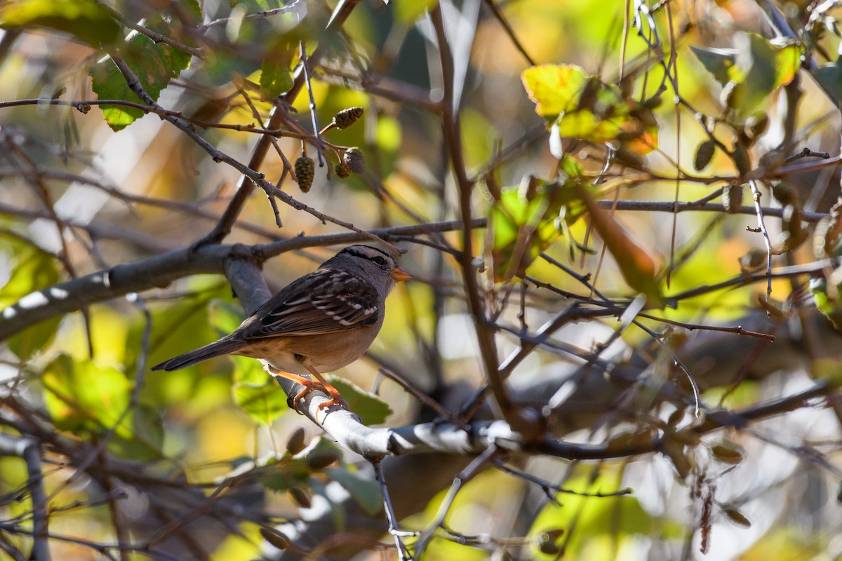White-crowned Sparrow - ML183916681