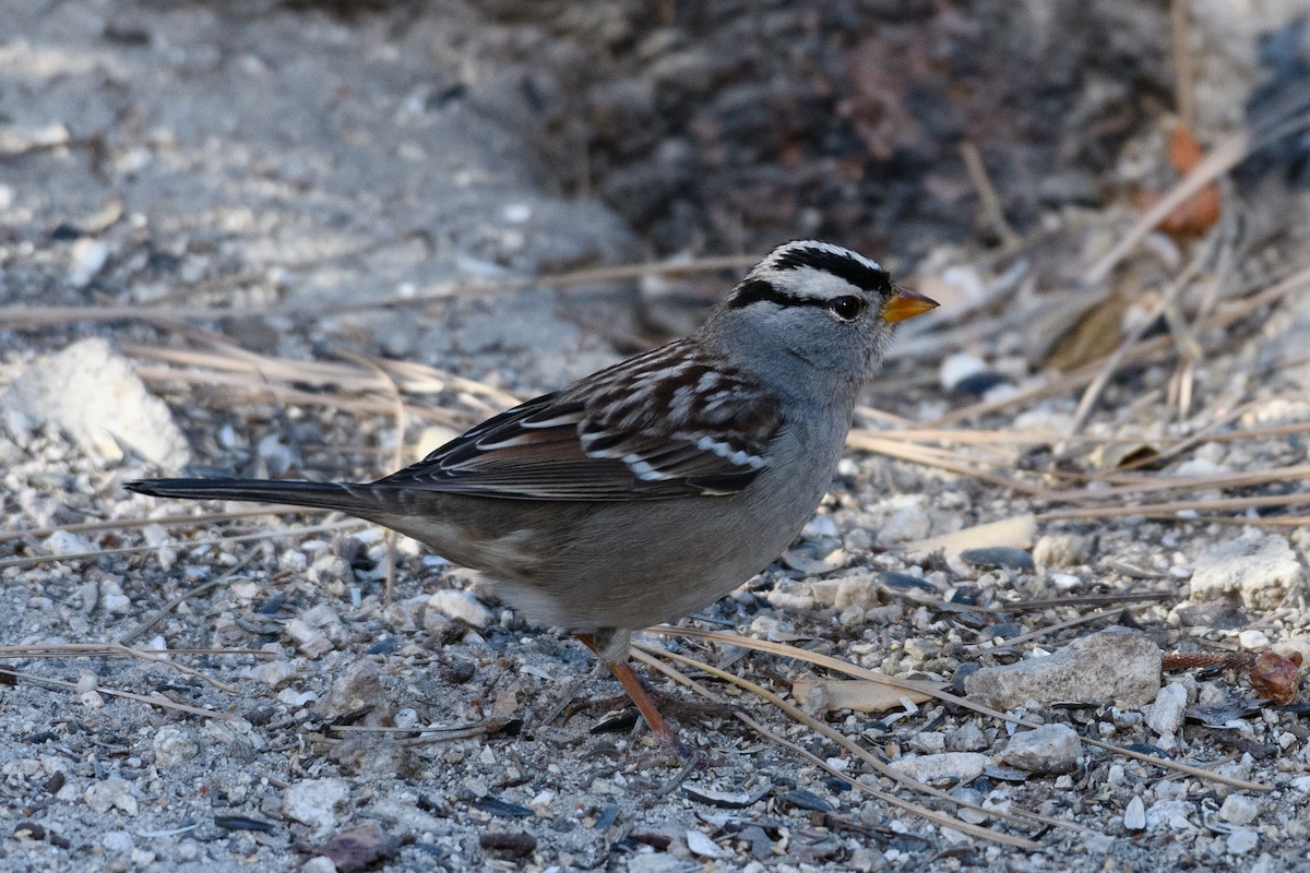 White-crowned Sparrow - ML183916691