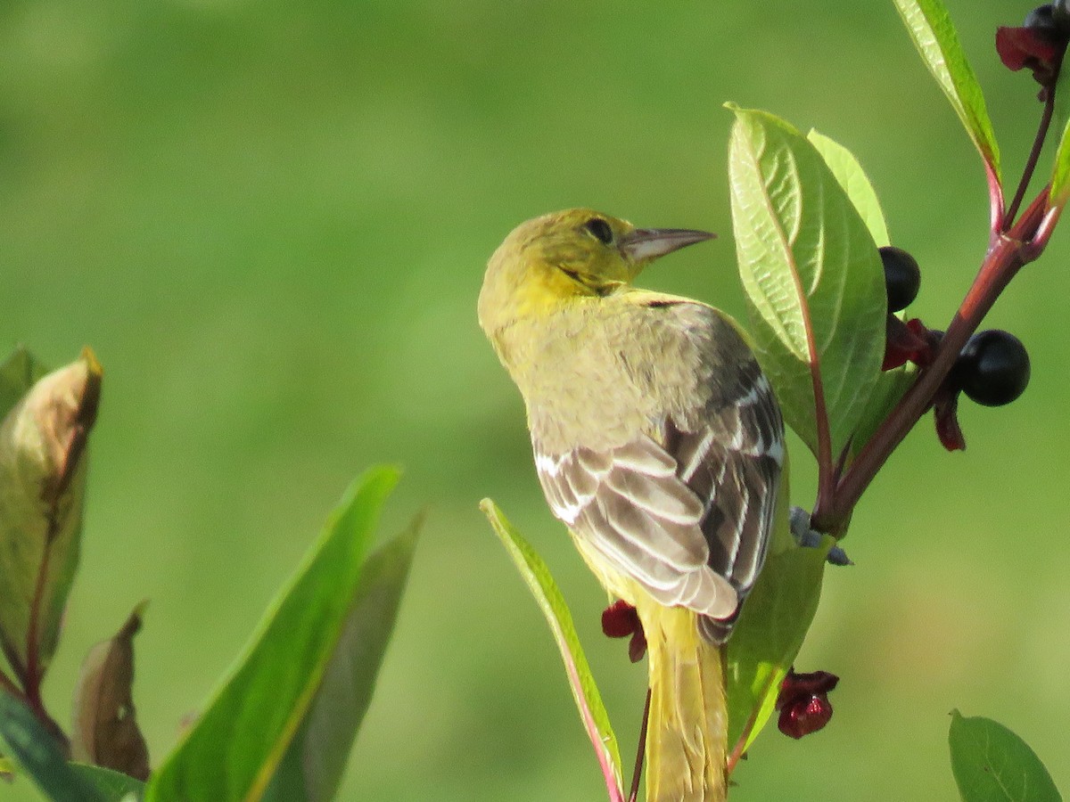 Orchard Oriole - ML183917941