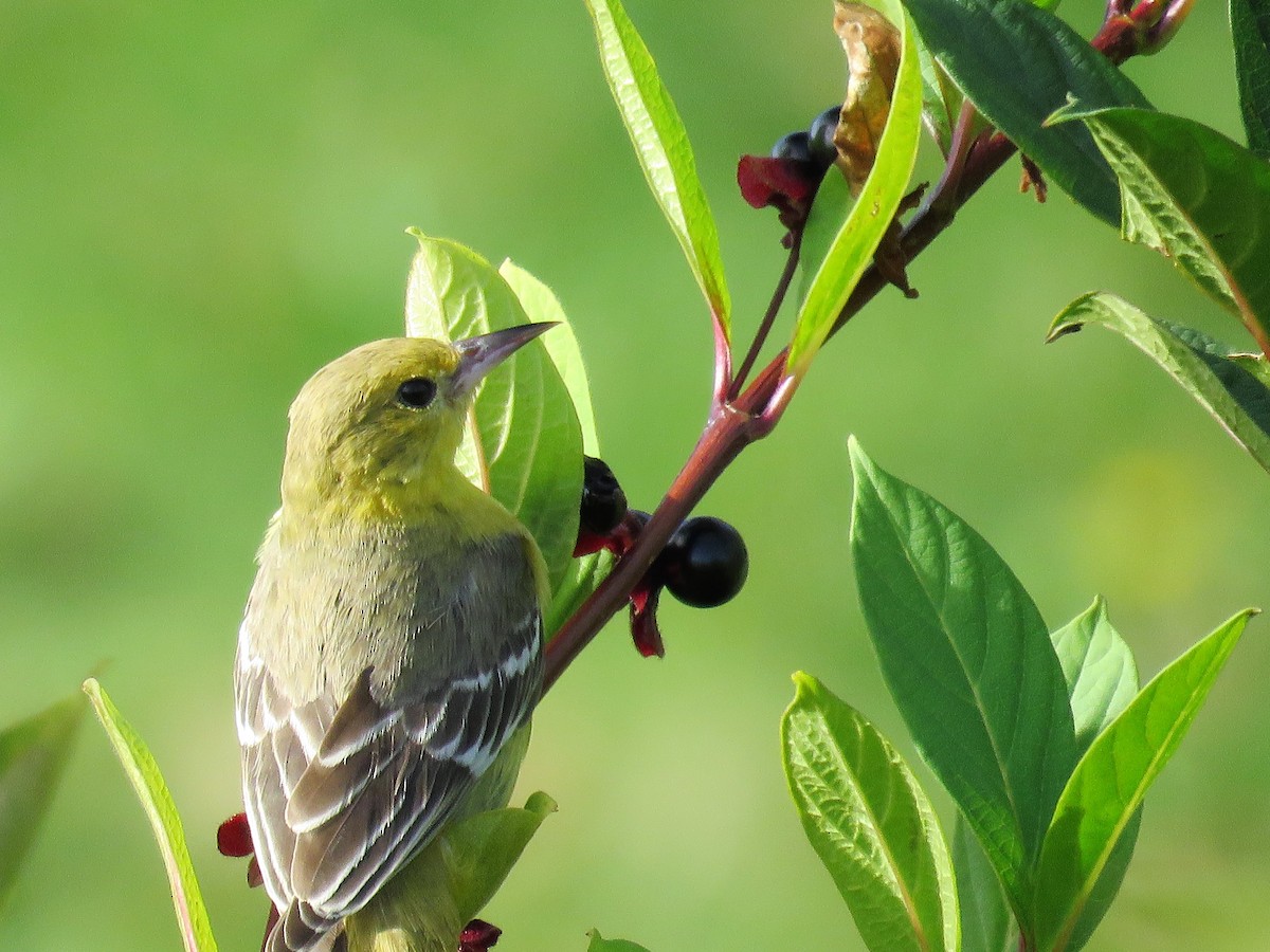 Orchard Oriole - ML183917951