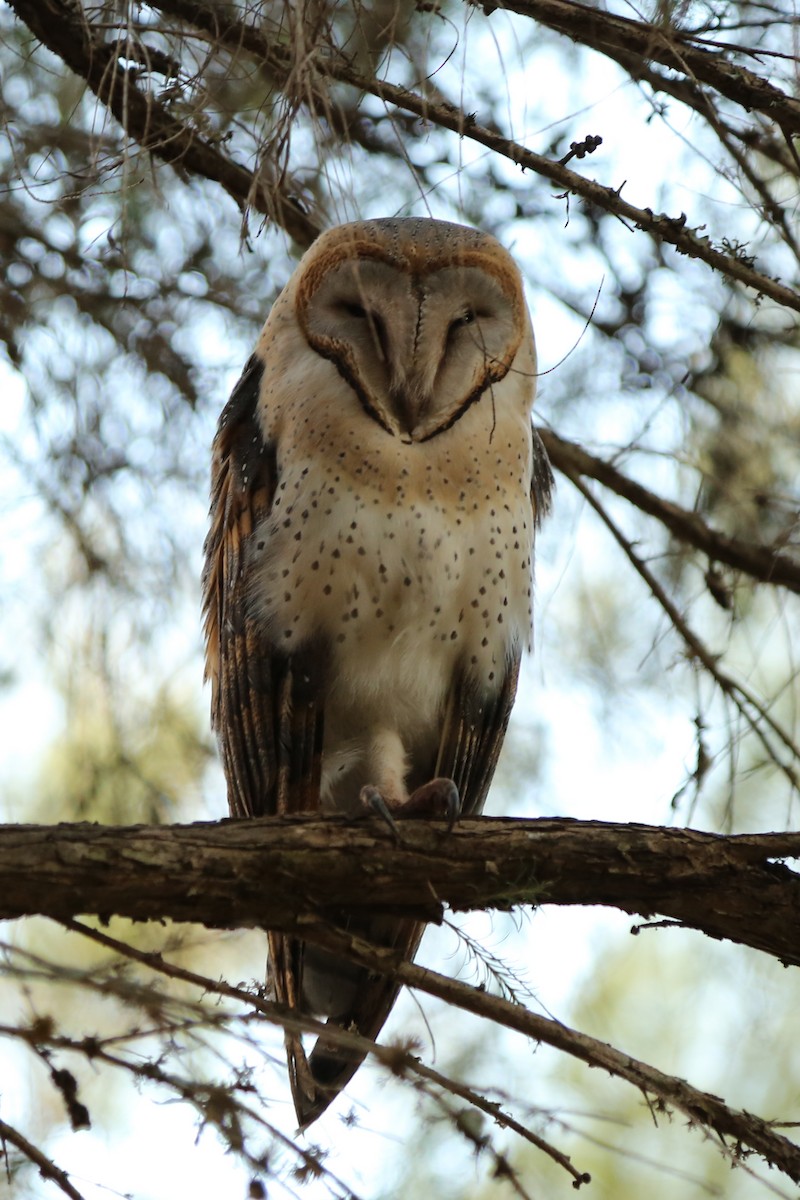 African Grass-Owl - ML183918581
