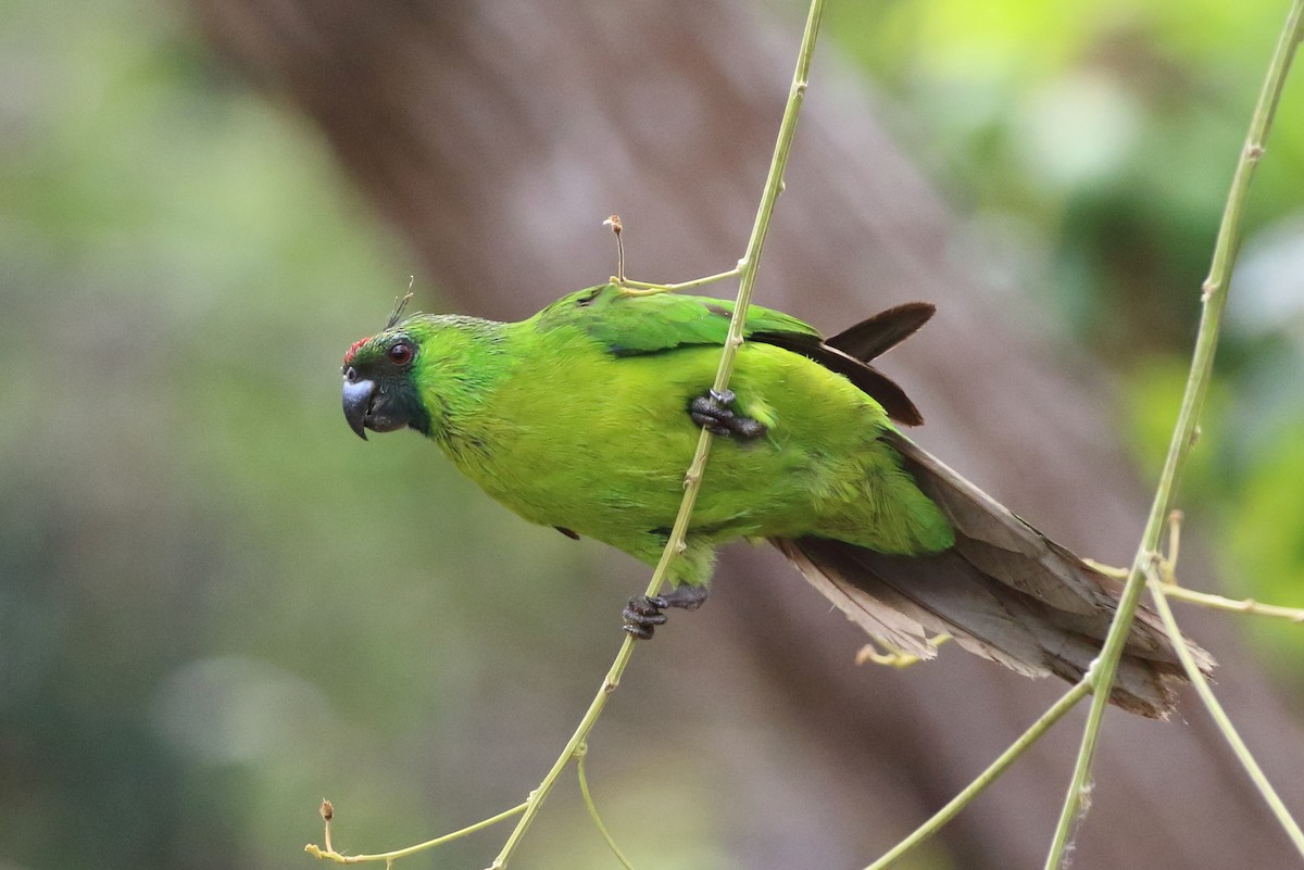 Yeşil Başlı Sorguçlu Papağan - ML183925061